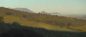 Wines of South Africa